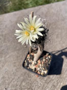 Turbinicarpus krainzianus var. minimus
